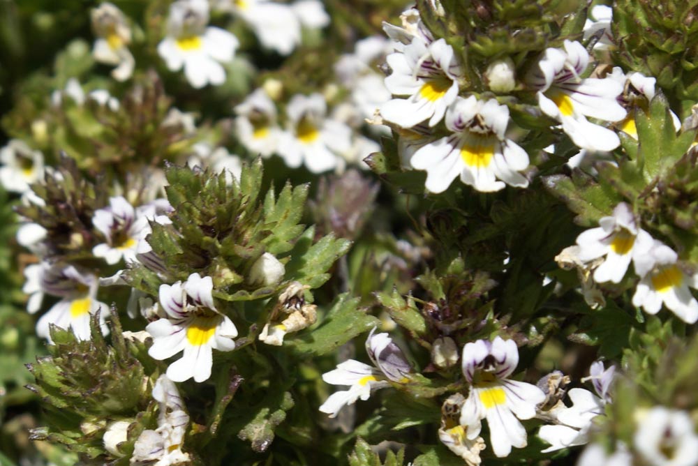 Euphrasia