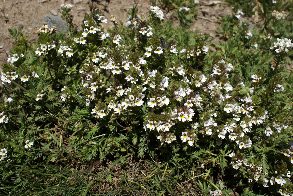 Euphrasia