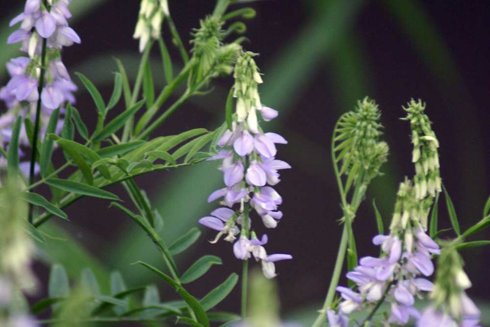 Galega officinalis