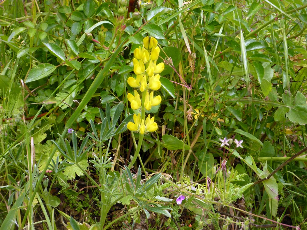 Lupinus luteus / Lupino giallo