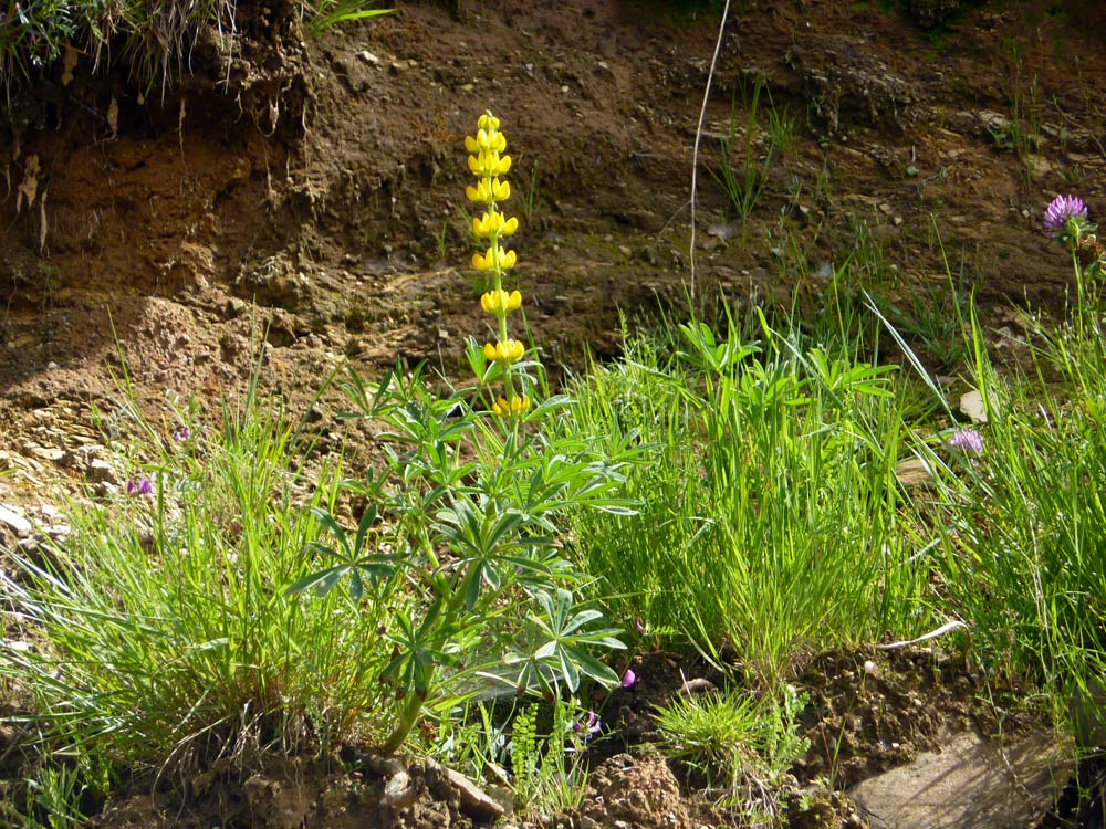 Lupinus luteus / Lupino giallo