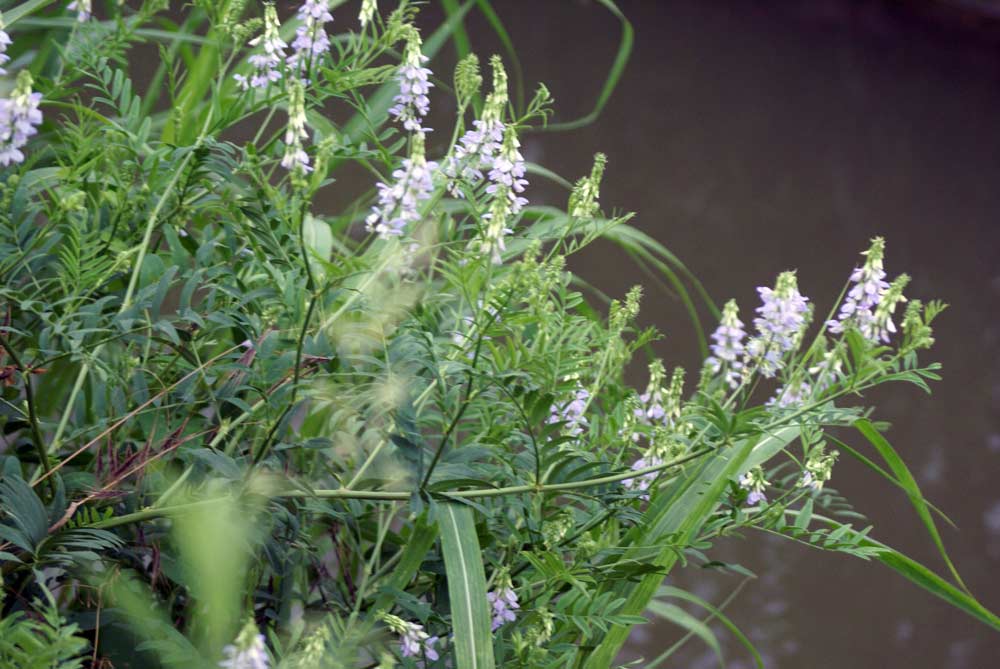 Galega officinalis