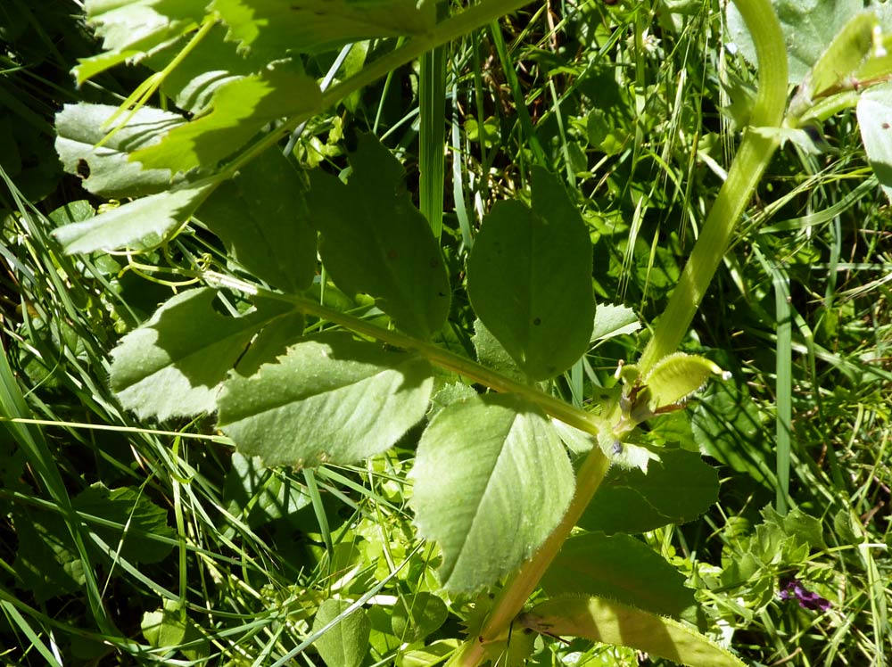 Vicia narbonensis / Veccia selvatica