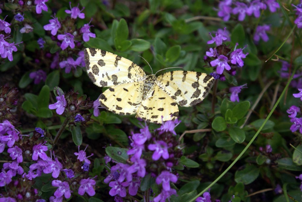 che farfalla ? - Pseudopanthera macularia