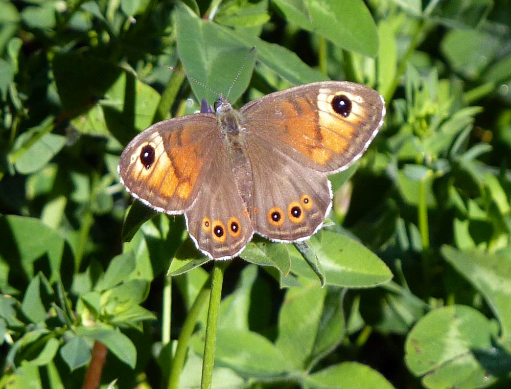 Erebia?