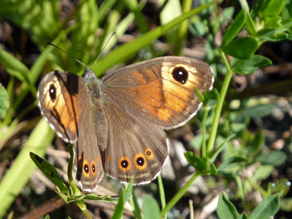 Erebia?