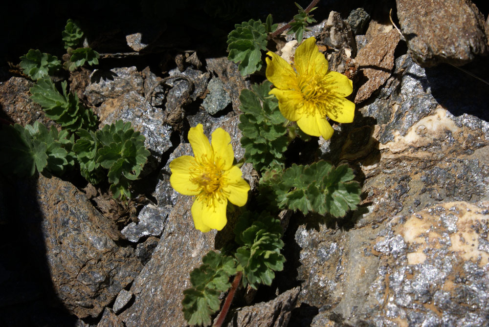 Geum reptans