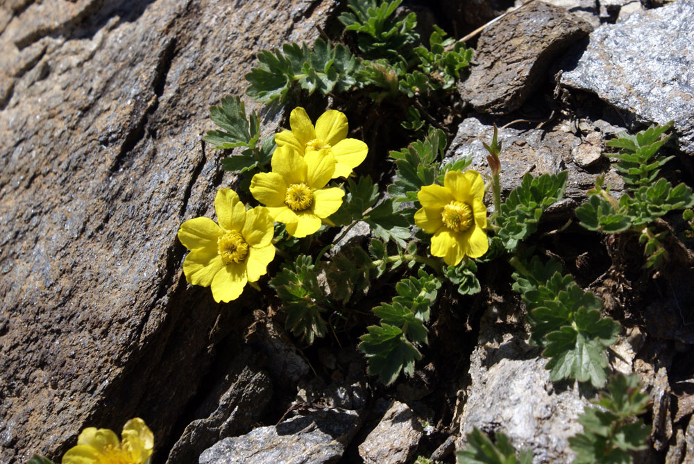 Geum reptans