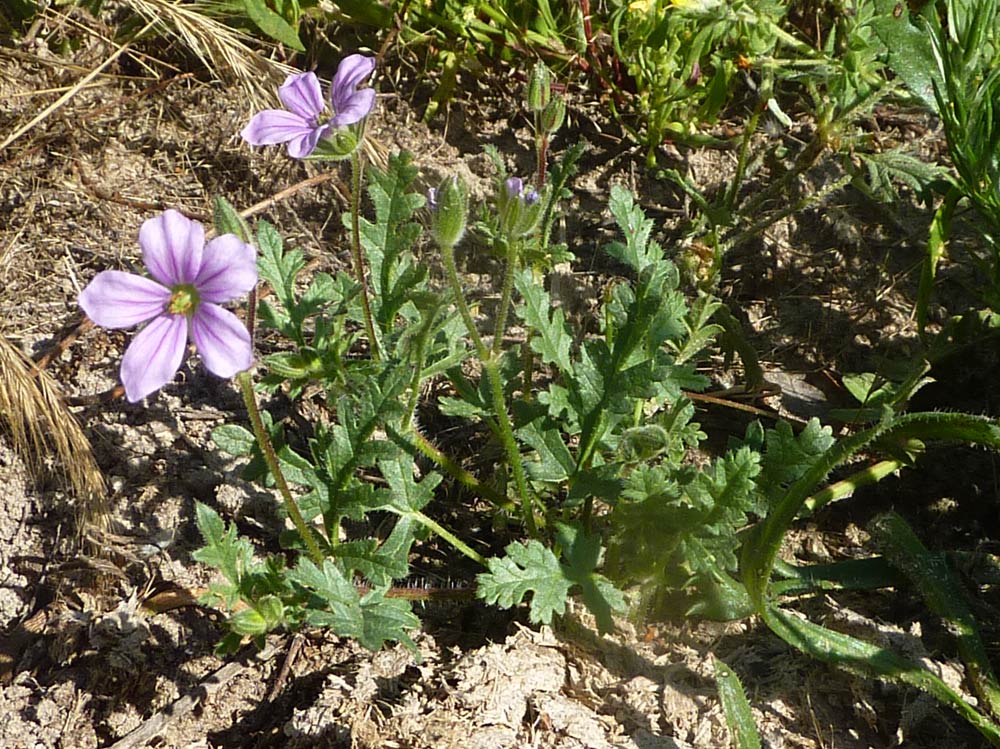 Erodium botrys / Becco di gru botri