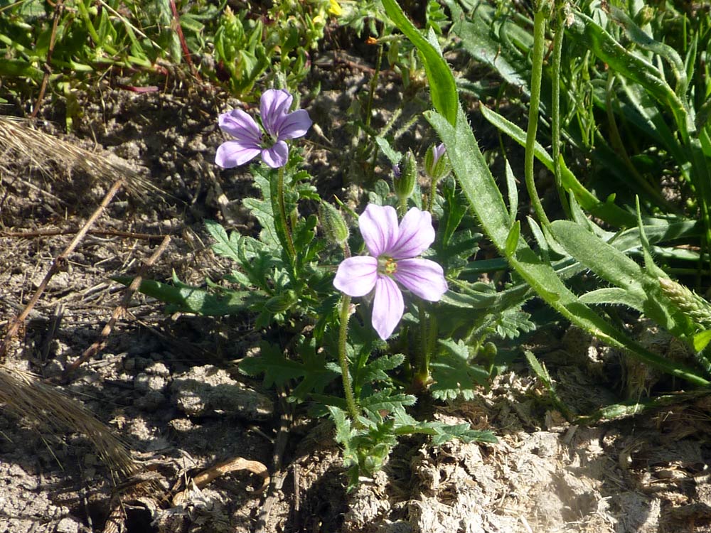 Erodium botrys / Becco di gru botri