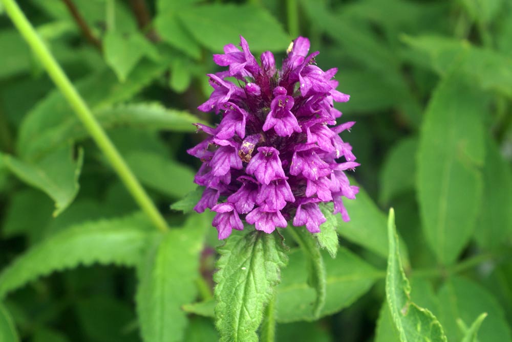 Betonica hirsuta (=Stachys pradica) / Betonica densiflora