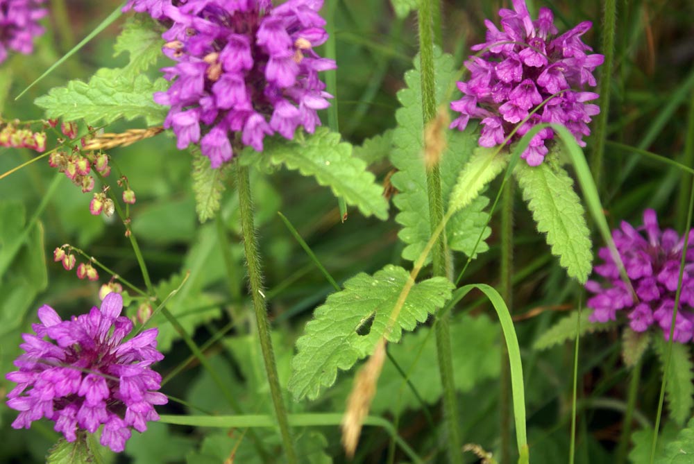 Betonica hirsuta (=Stachys pradica) / Betonica densiflora