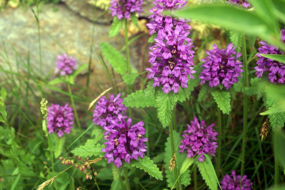 Betonica hirsuta (=Stachys pradica) / Betonica densiflora