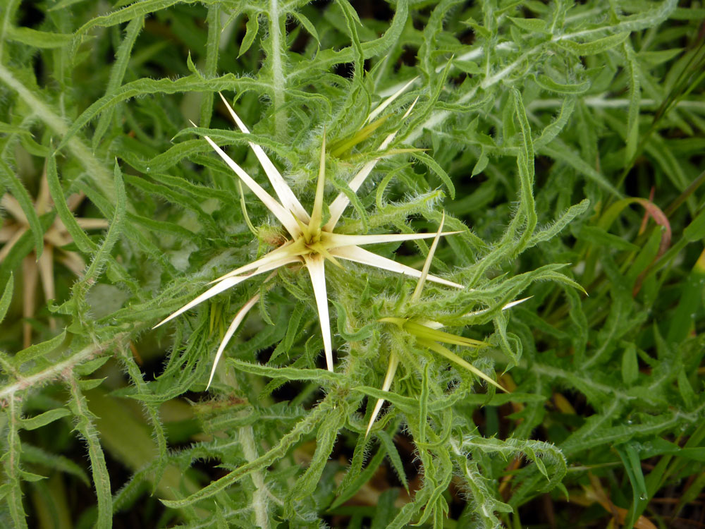 Centaurea calcitrapa/Fiordaliso stellato