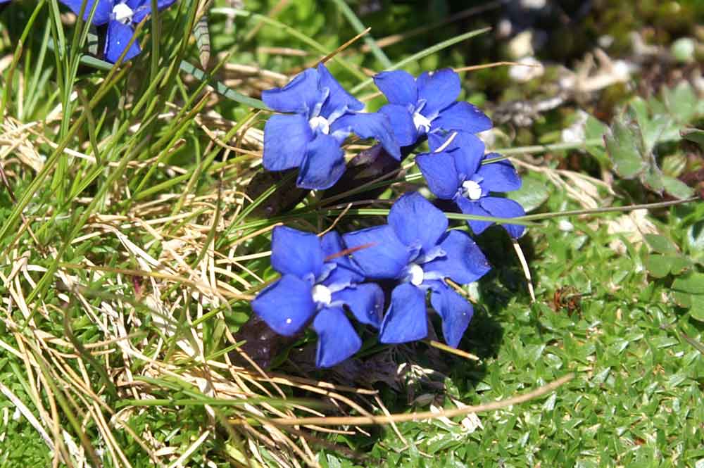 Val di Gressoney: Gentiana bavarica