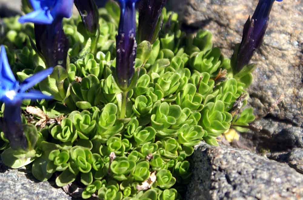 Val di Gressoney: Gentiana bavarica