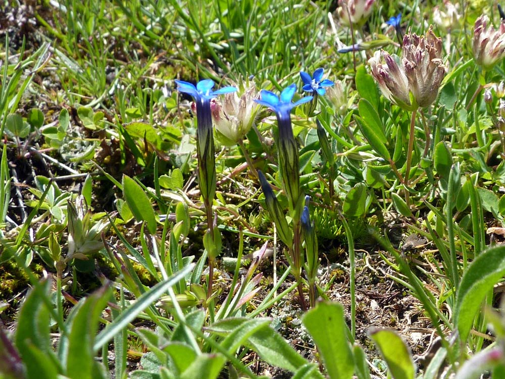 Gentiana nivalis