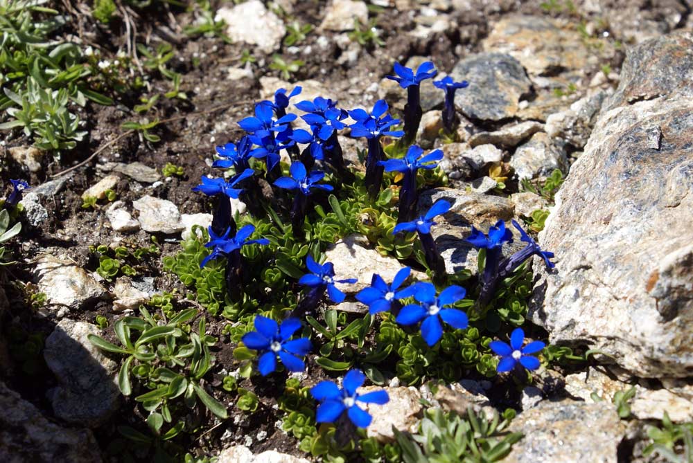 Gentiana sp.