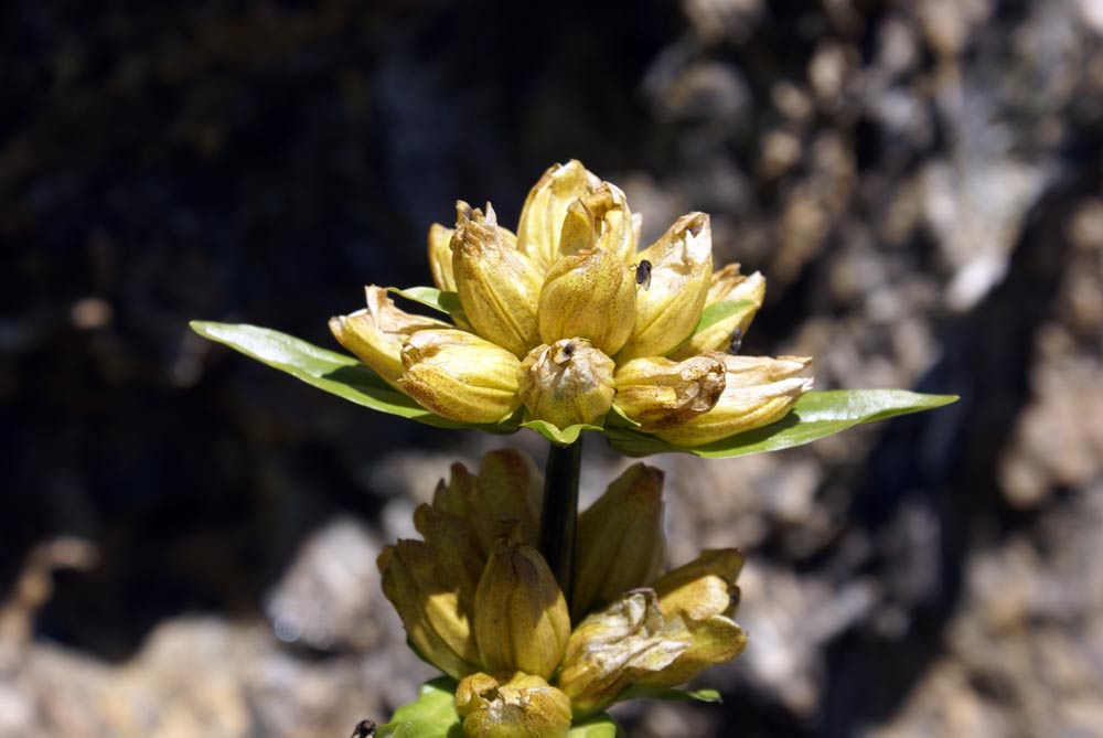 Gentiana punctata