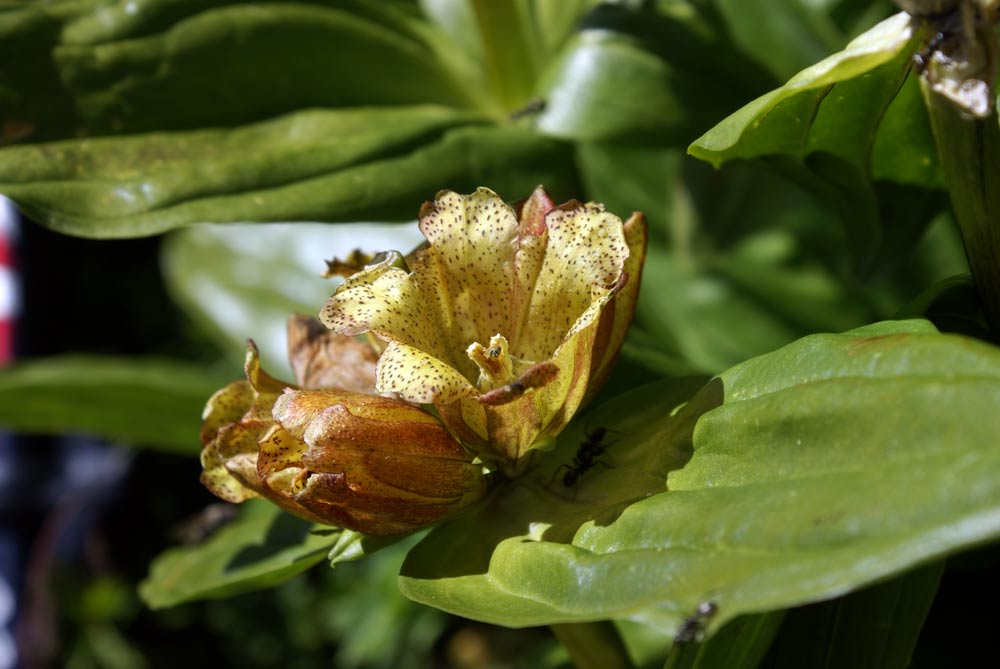 Gentiana punctata