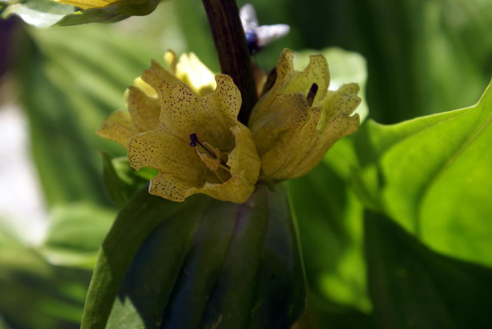 Gentiana punctata