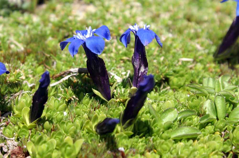 Val di Gressoney: Gentiana bavarica