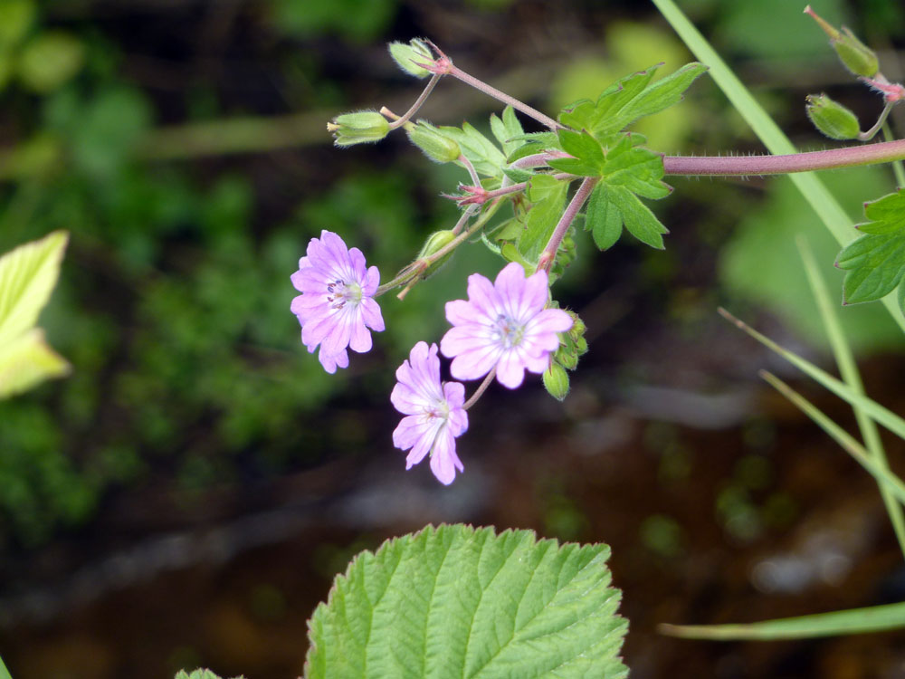 Geranium molle?