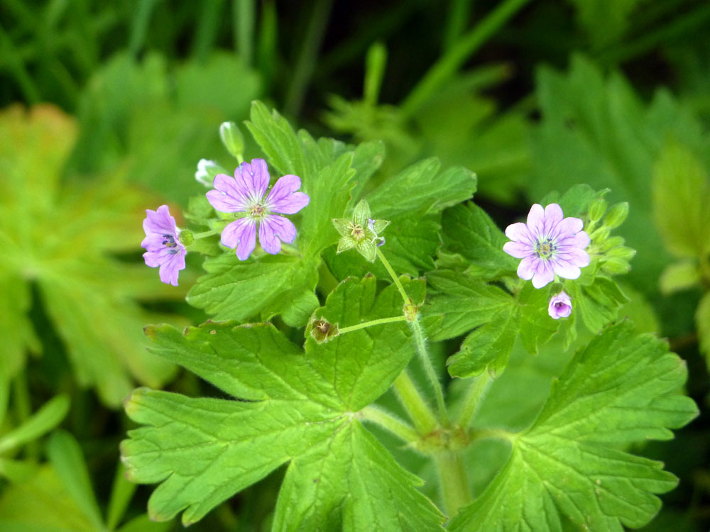 Geranium molle?