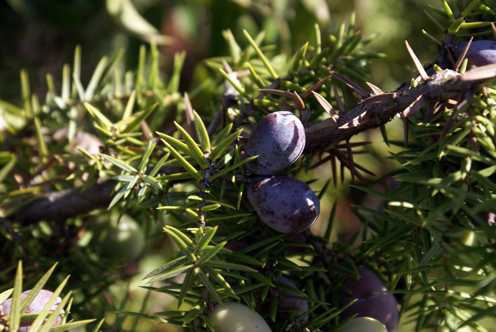 Juniperus oxycedrus subsp. macrocarpa / Ginepro coccolone