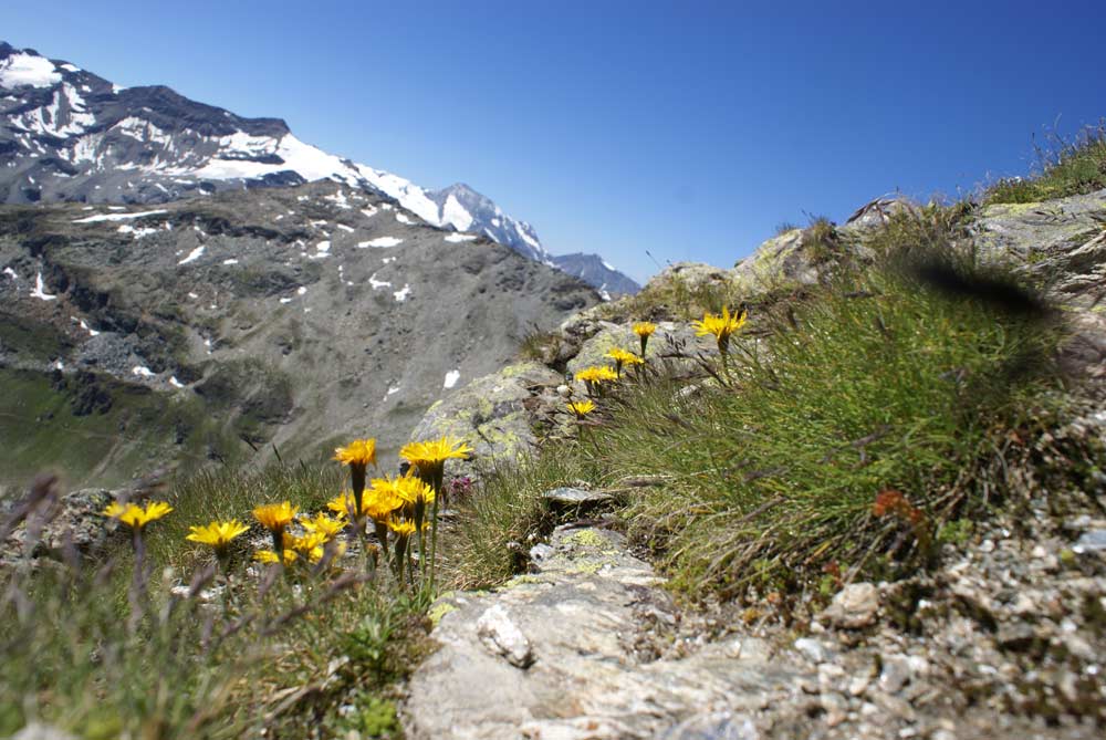 Scorzoneroides montana (=Leontodon montanus) /  Dente di leone montano