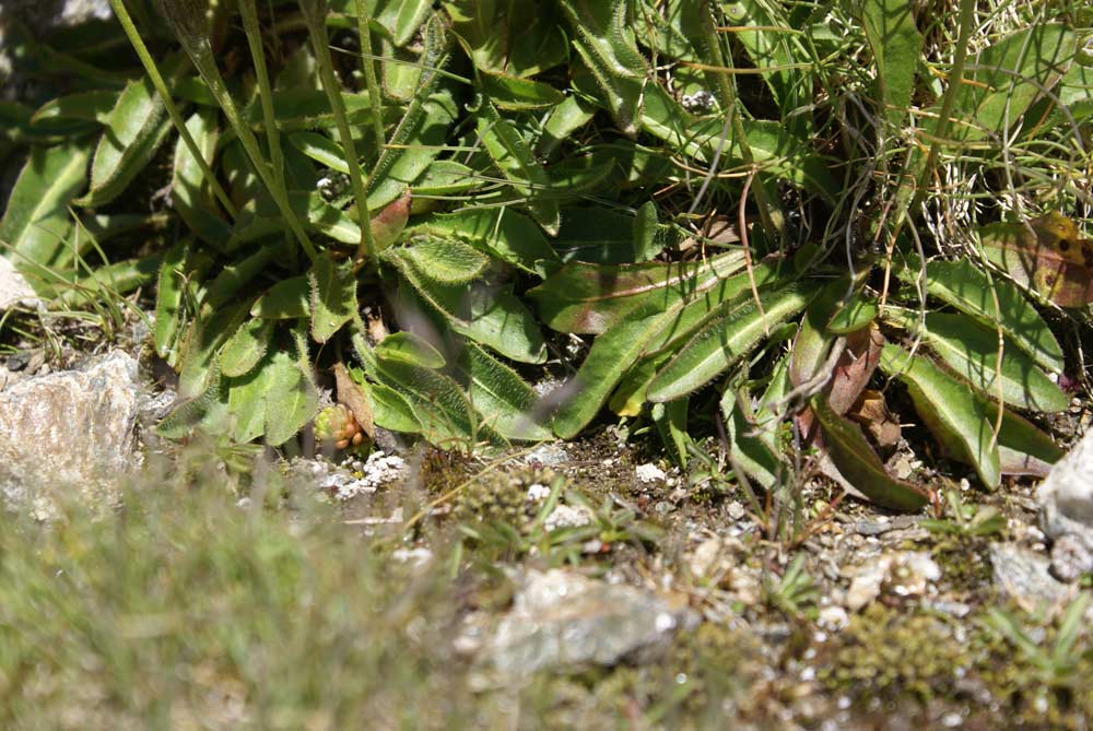 Scorzoneroides montana (=Leontodon montanus) /  Dente di leone montano