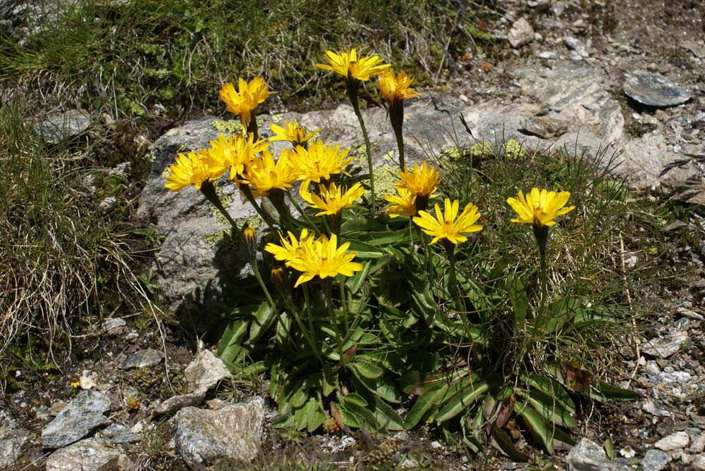 Scorzoneroides montana (=Leontodon montanus) /  Dente di leone montano