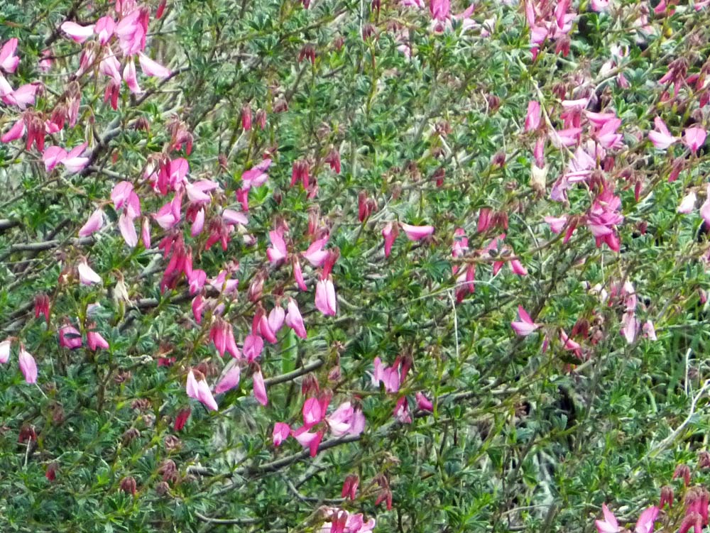 leguminosa rosa - Cytisus praecox?