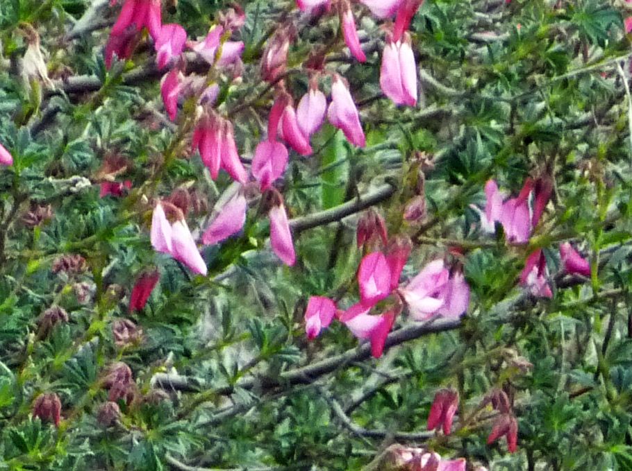 leguminosa rosa - Cytisus praecox?