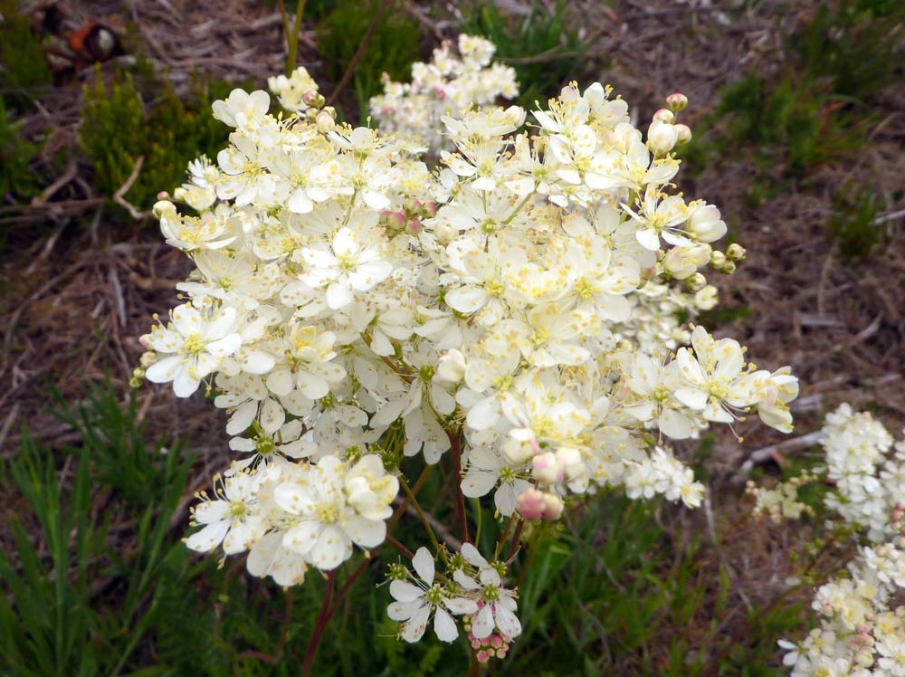 Filipendula vulgaris / Olmaria peperina