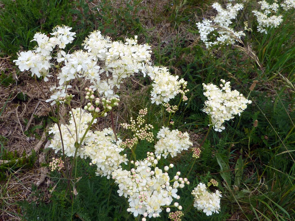 Filipendula vulgaris / Olmaria peperina