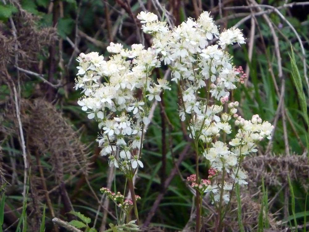 Filipendula vulgaris / Olmaria peperina