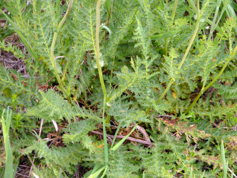 Filipendula vulgaris / Olmaria peperina