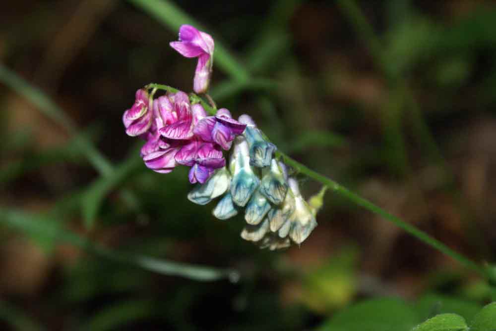 Appennino umbro :Lathyrus venetus