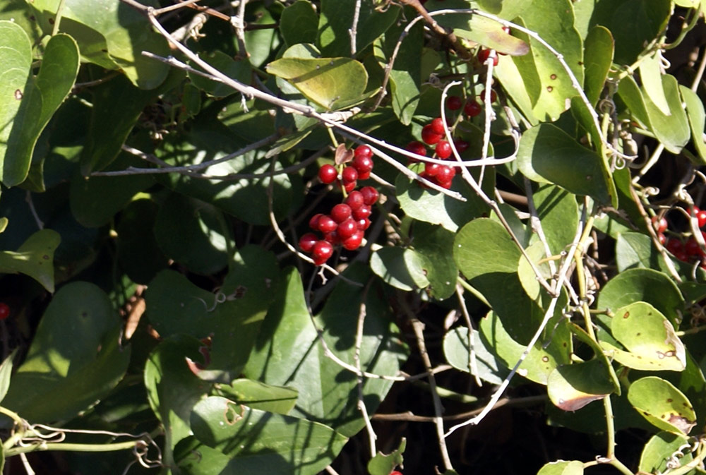 Bacche sulle dune - Smilax aspera