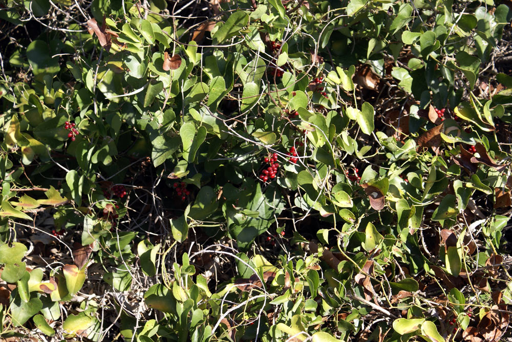 Bacche sulle dune - Smilax aspera