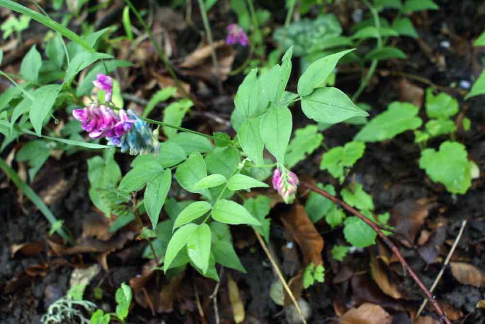 Appennino umbro :Lathyrus venetus