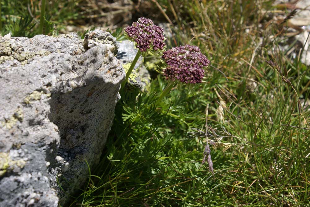 Ligusticum (=Pachypleurum) mutellinoides / Motellina pigmea