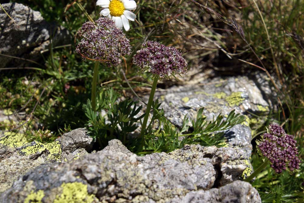 Ligusticum (=Pachypleurum) mutellinoides / Motellina pigmea