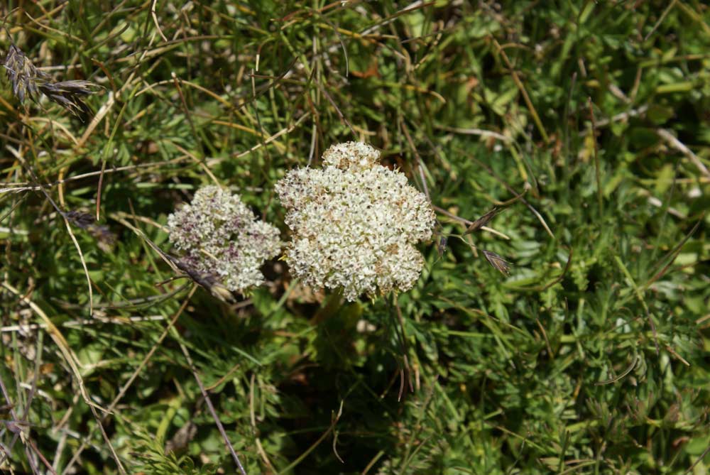 Ligusticum (=Pachypleurum) mutellinoides / Motellina pigmea