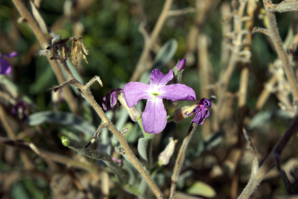 crucifera - Matthiola sinuata