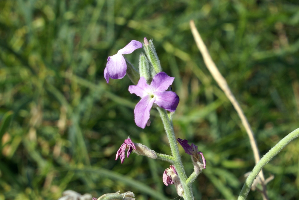 crucifera - Matthiola sinuata