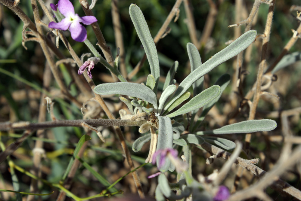 crucifera - Matthiola sinuata