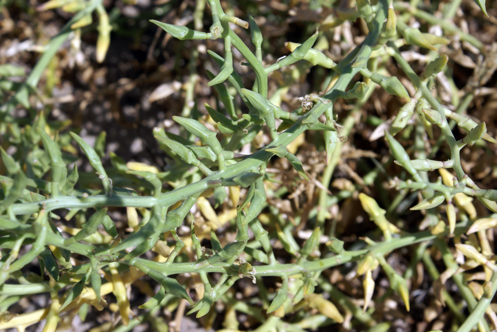 crucifera - Matthiola sinuata