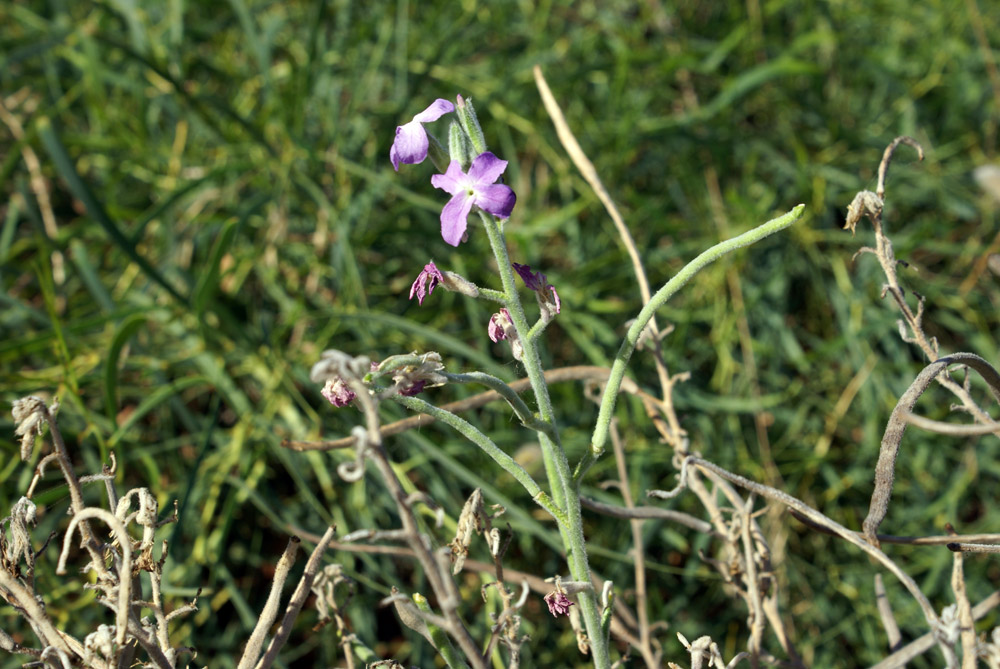 crucifera - Matthiola sinuata